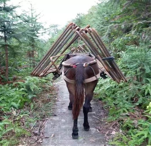 福建马队运输
