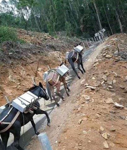 福建马队运输队