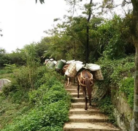 福建山区马帮运输