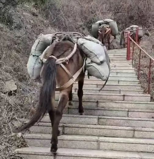 福建骡马运输