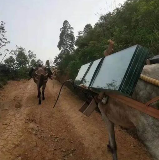 福建骡子运输