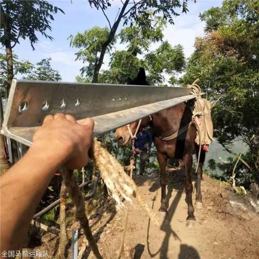 福建骡马运输