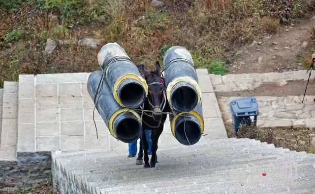 福建马帮运输